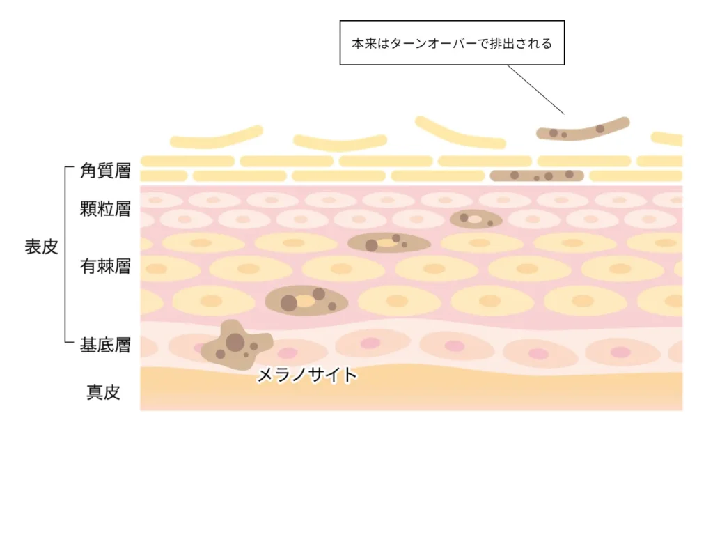 メラニン生成の説明